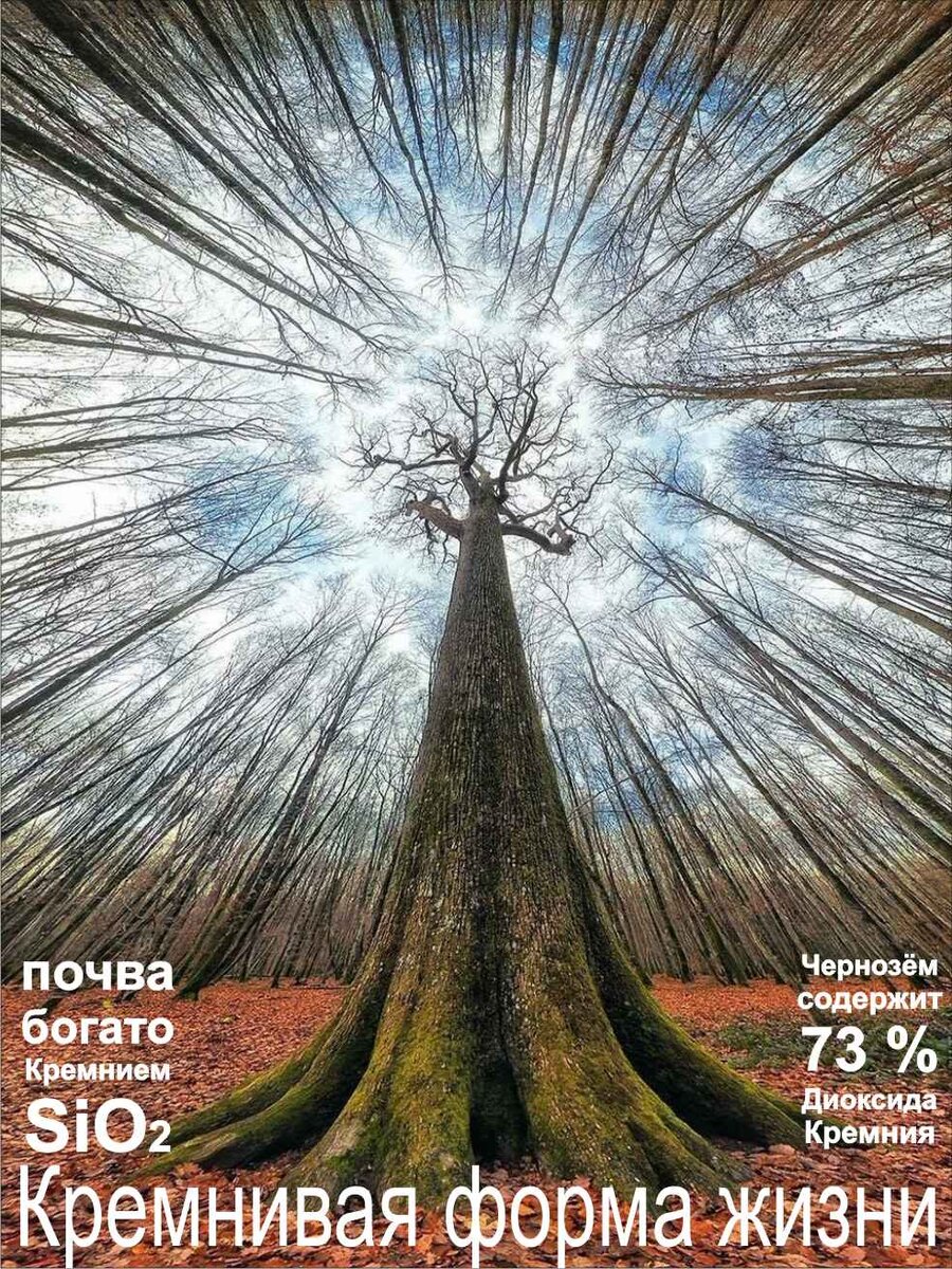 растения, природа, дерево, деревья, стволы, ветки, листва, листья, целлюлоза, полисахариды, полимеры кремния, кремниевые волокна, диоксид кремния, кремний, силициум, sio2, si, древесина, смола, смола деревьев, фотосинтез, волокна растений, кремниевые структуры, лес, дубрава, дерево, почва, чернозём, 