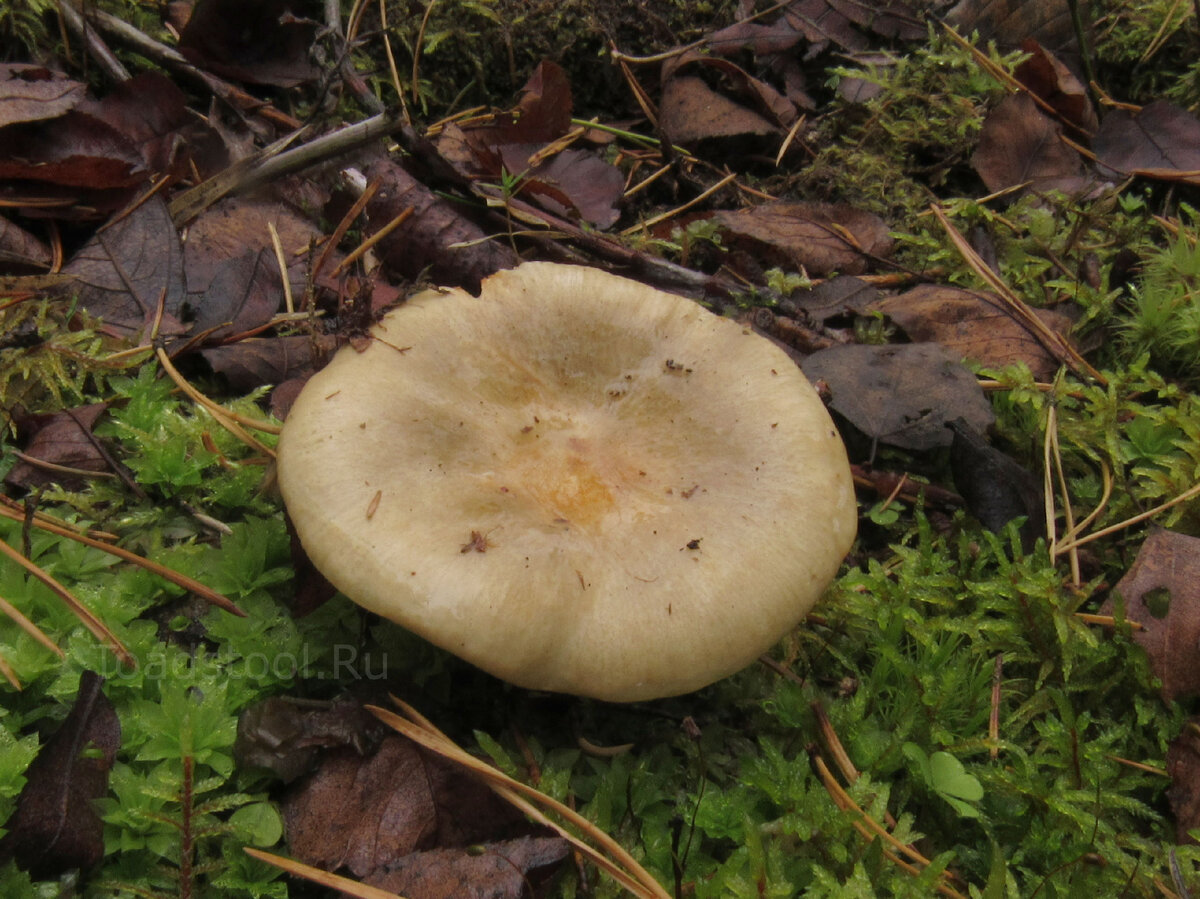 Вот она, охристая сыроежка. А я и не знал (фото И.Лебединского)