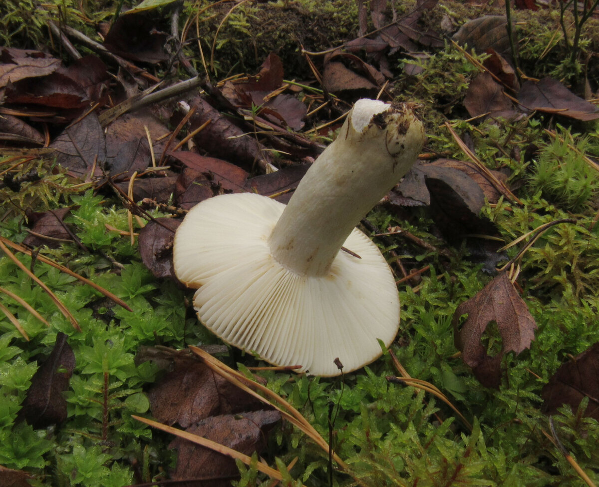 Сереет на изломе и просто от холода (фото И.Лебединского)