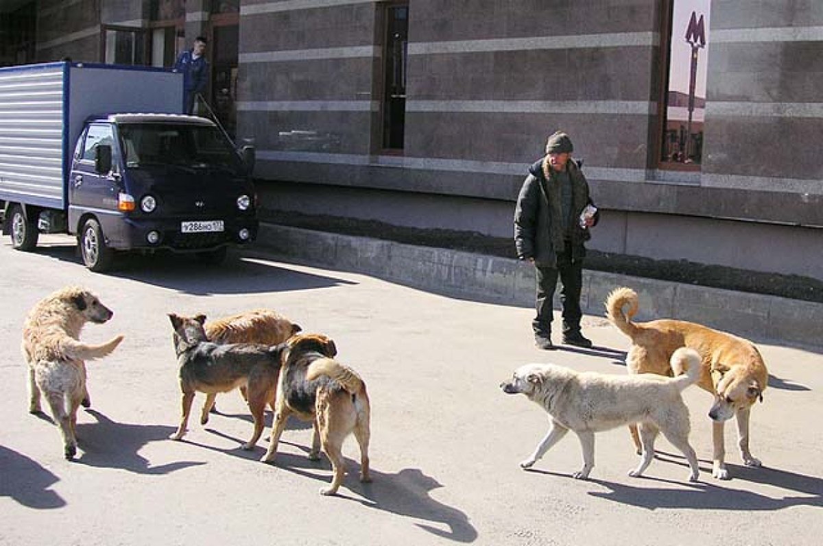 В Красноярском крае депутаты предложили узаконить эвтаназию бродячих собак  | АиФ–Красноярск | Дзен