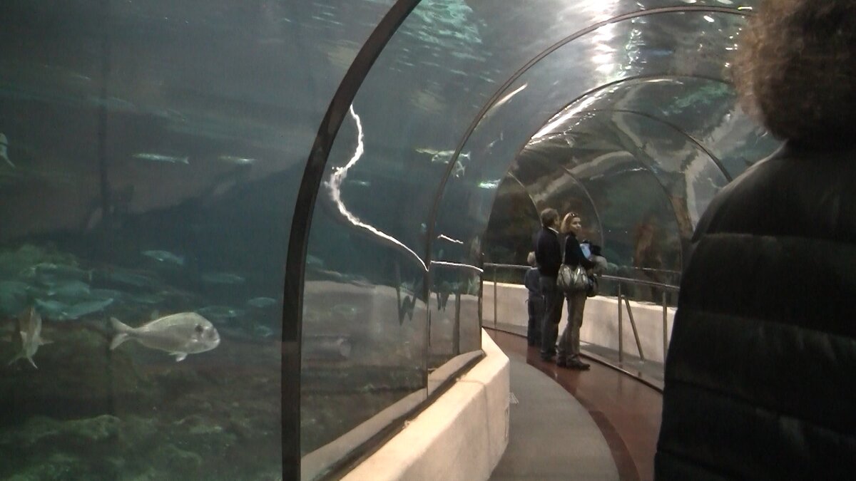 Барселонский аквариум. Фото автора