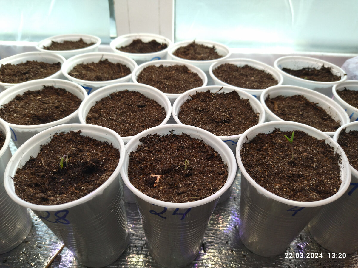 дни посадки томатов. благоприятные дни для посадки семян томатов. календарь огородника на 2022 лунный посевной. благоприятные дни для пикировки рассады помидор. лунный календарь на апрель 2021 для рассады.