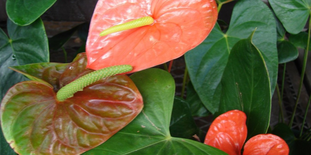 Антуриумы: разнообразие и красота природных чудес