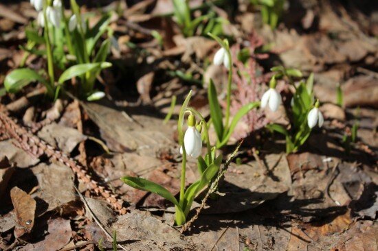    Фото: vk.com/botsad_dvorec