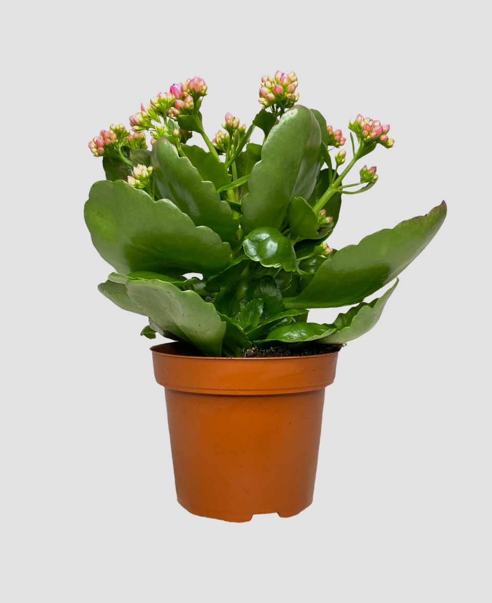 Каланхоэ каландива 599 ₽ 