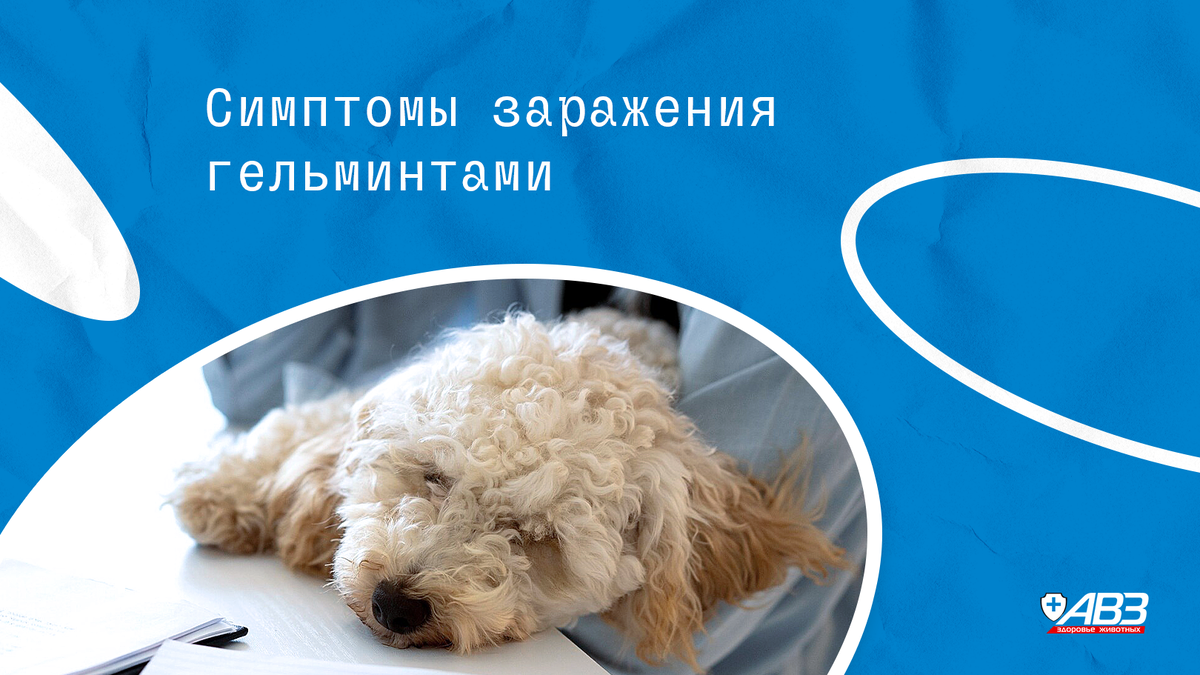 Гельминты у собак: виды, пути и симптомы заражения, меры профилактики ...