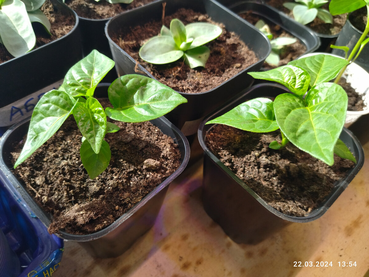 Хабанеро поселила с эустомами из его размера. 