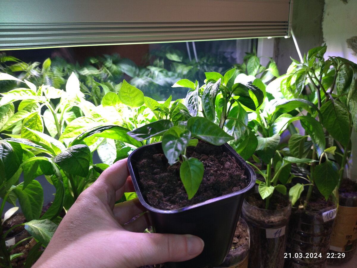 На фоне остальных взошедших с ним в одно время. 