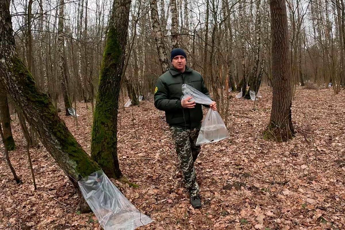    Фото: Минлесхоз