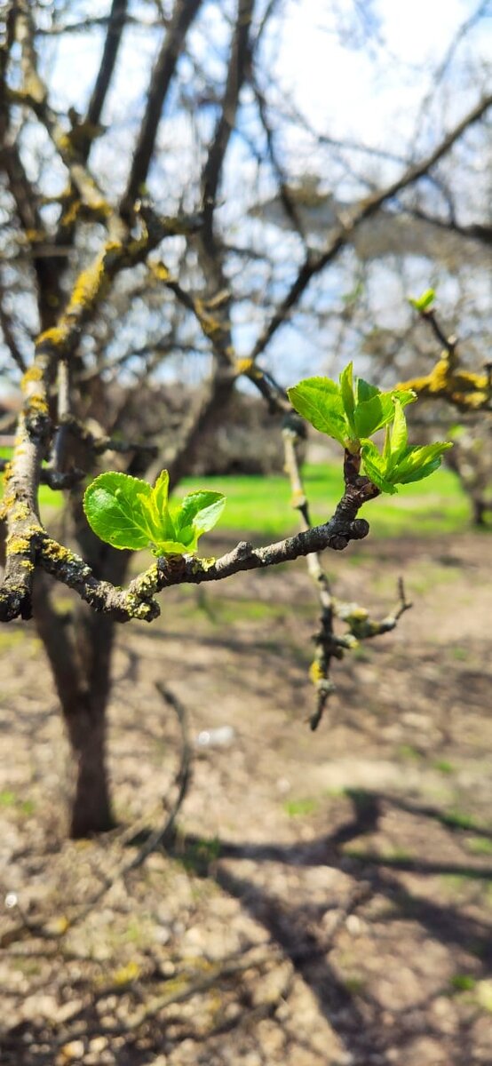 У нас в области  температура доходит уже до +20 ☺️