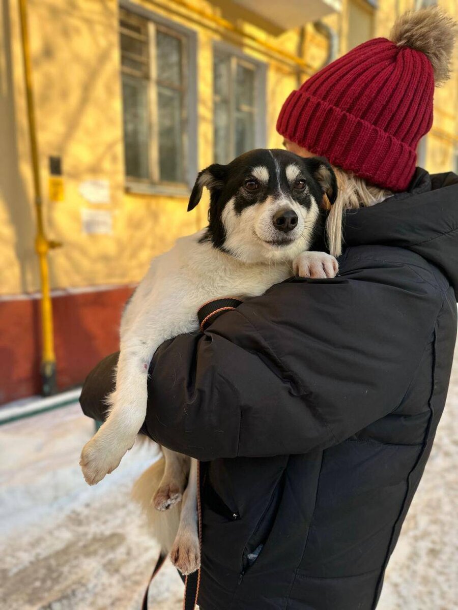 Знакомьтесь - это Бублик! Москва и МО | Кошки и собаки в добрые руки! 🏡 |  Дзен