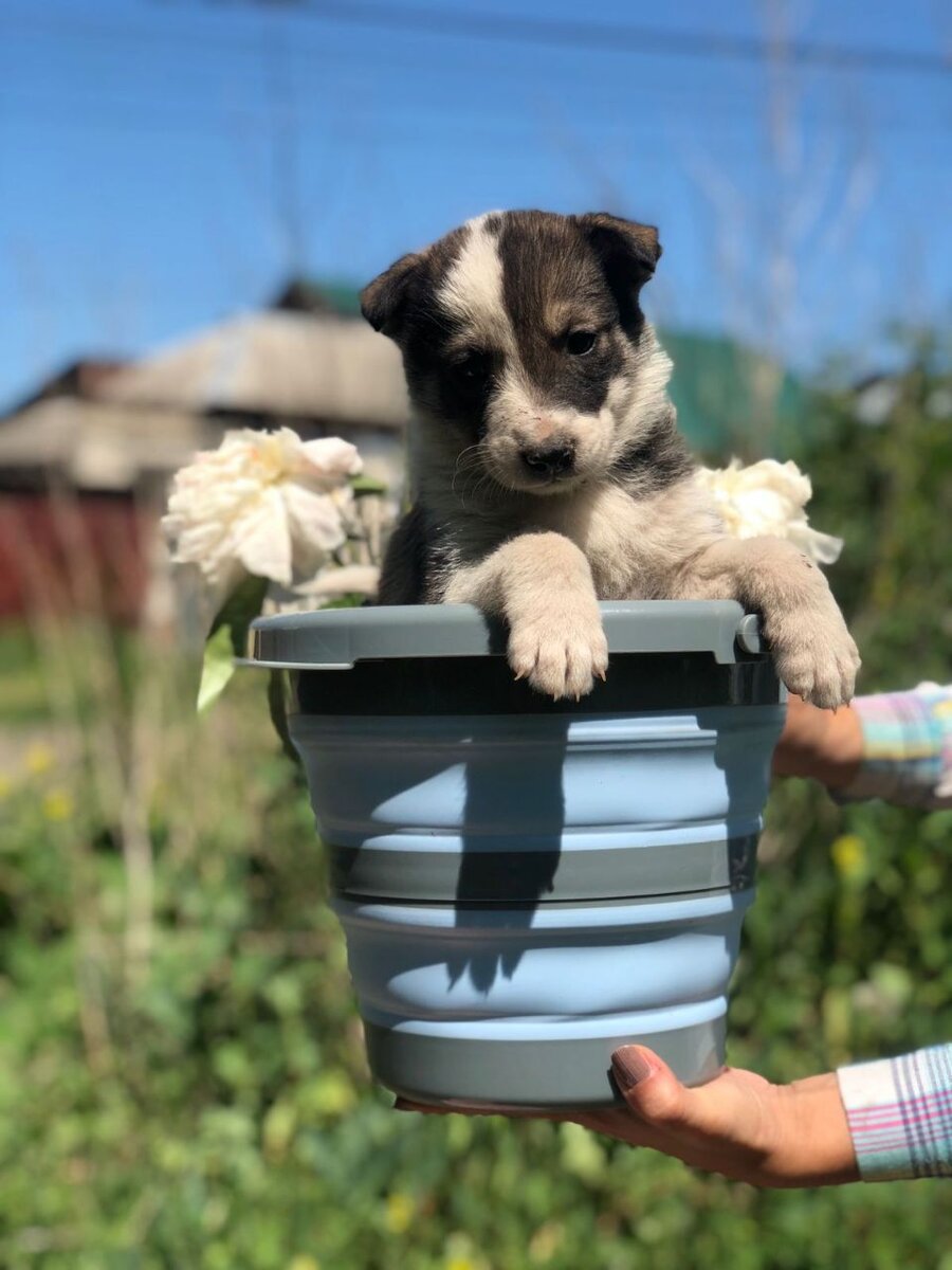 Лоле 1,5 месяца