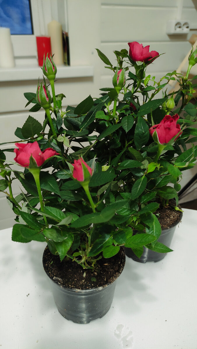 Одинокие розы🙂 | Доктор В Интернате | Дзен