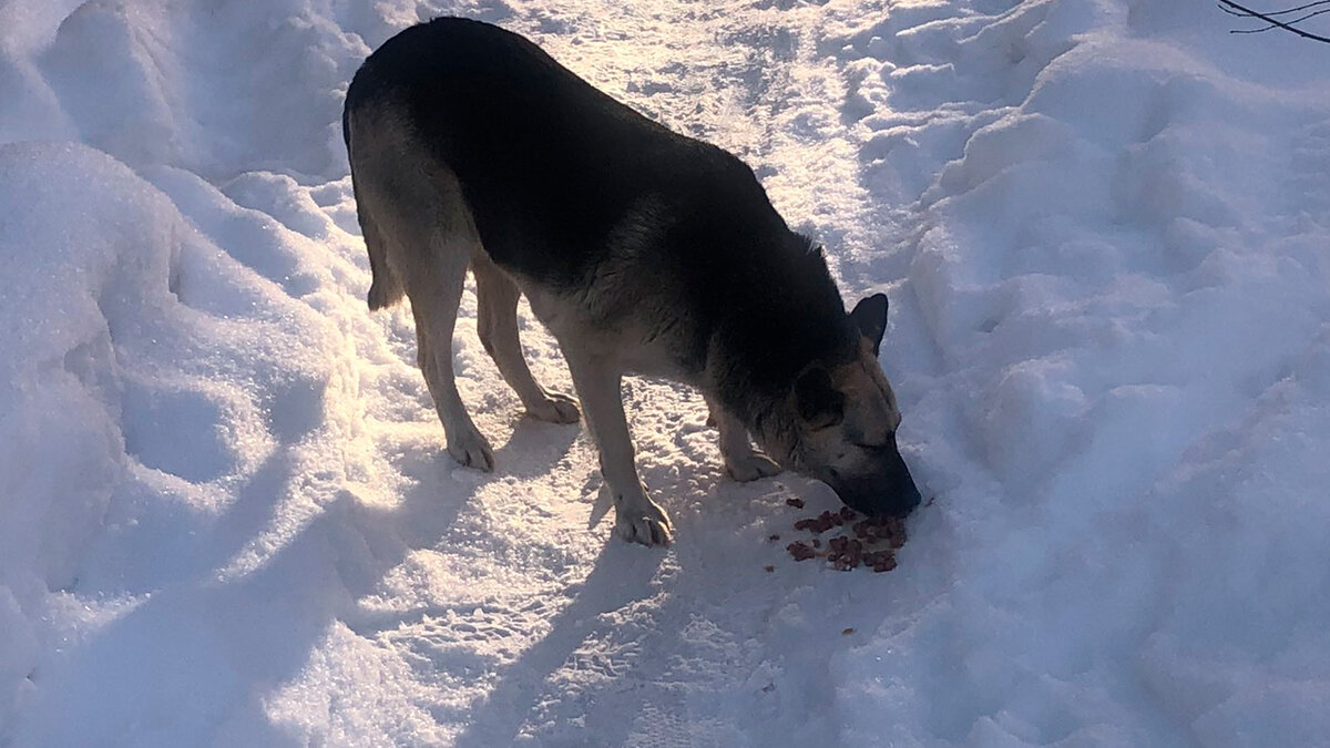 Динка / все фотографии в тексте - автора