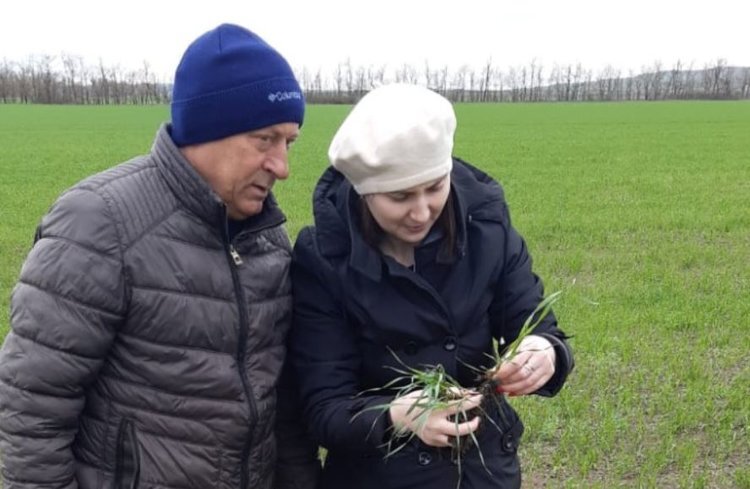    В одном аграрном ритме на Ставрополье активный сев и фитомониторинг