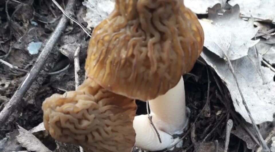    Сморчки. Источник: "Грибы и грибники Алтайского края" во "Вконтакте"