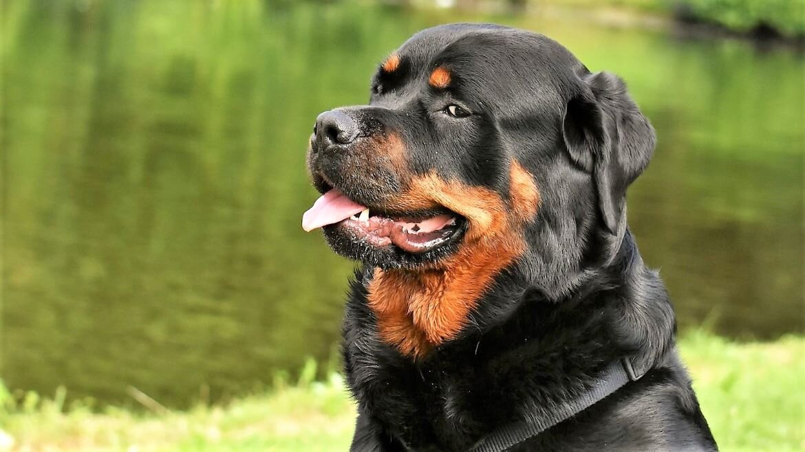 Фото ротвейлер