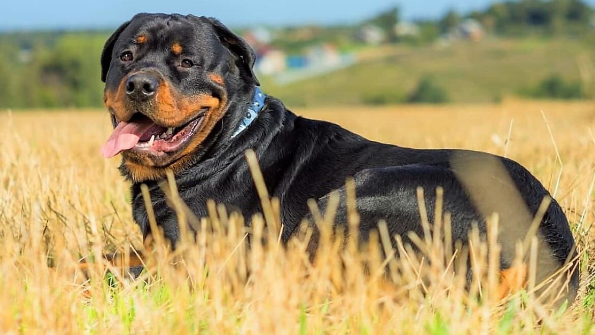  Фото ротвейлер