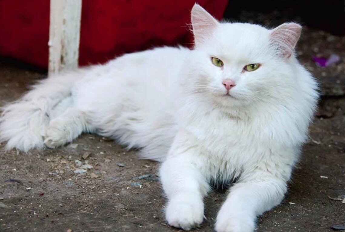 Пробежала белая кошка. Кот пушистый белый. Большой белый кот. Белые пушистые коты. Большой белый пушистый кот