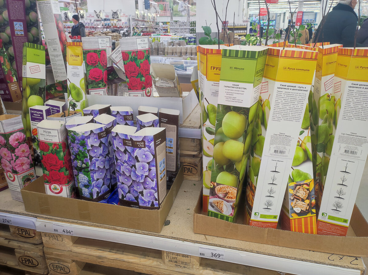 Фото автора, посадочный материал, 2023 год