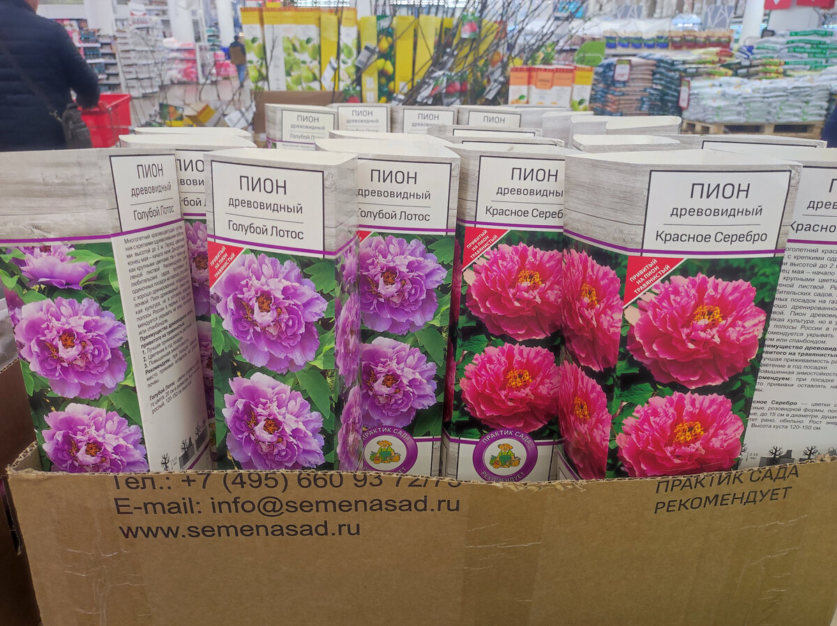 Фото автора, посадочный материал, 2023 год