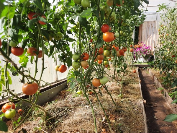 Индетерминантные или детерминантные томаты? Тонкости выбора, которые не всегда приходят в голову