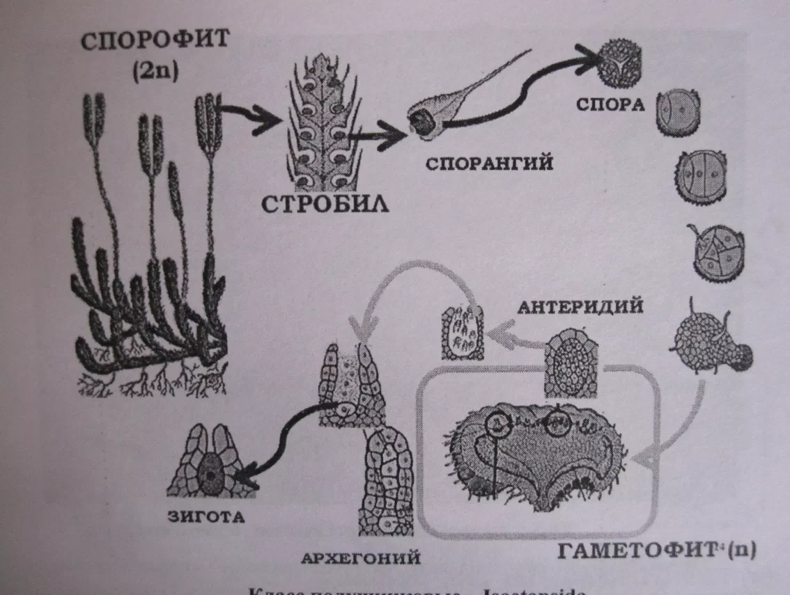 Цикл плауна схема. Цикл плауна булавовидного. Спорангий плауна. Цикл размножения плауна. Отдел Плауновидные цикл развития.