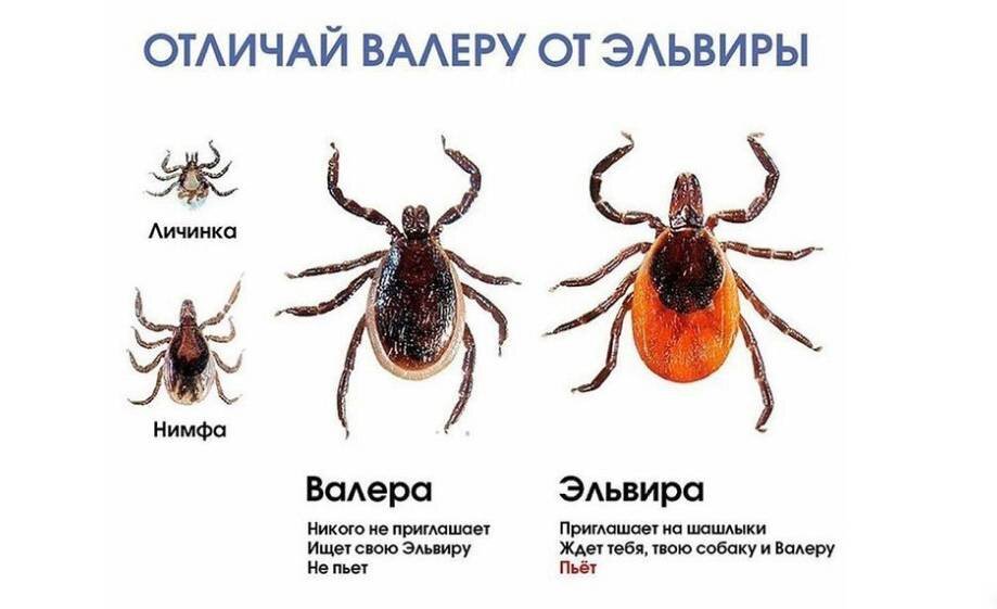 Клещ валера фото
