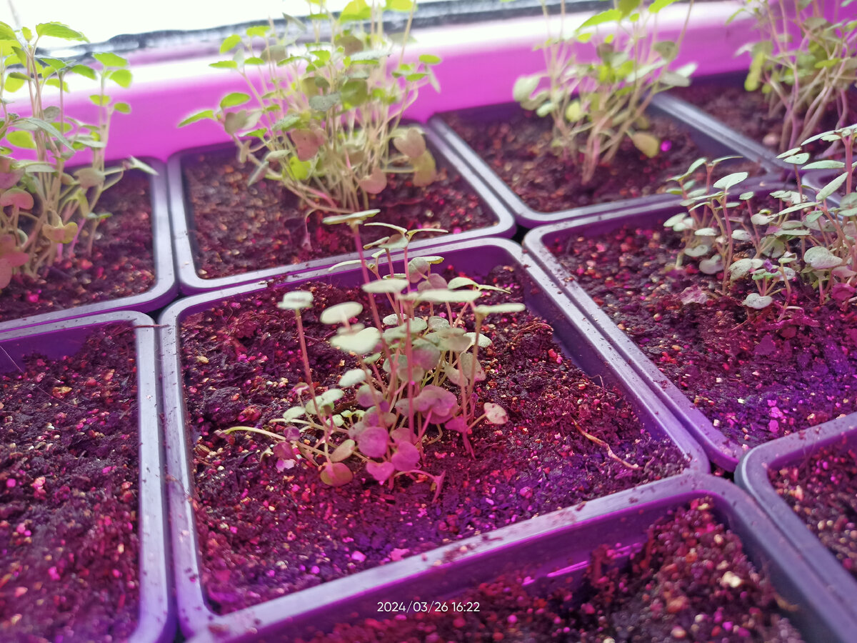 Монарда "Мятный одеколон". Всходы появились на четвертый день, "щеткой". Так густо взошли, что пришлось распикировать их "кучками". Семена были 2021 года сбора. 