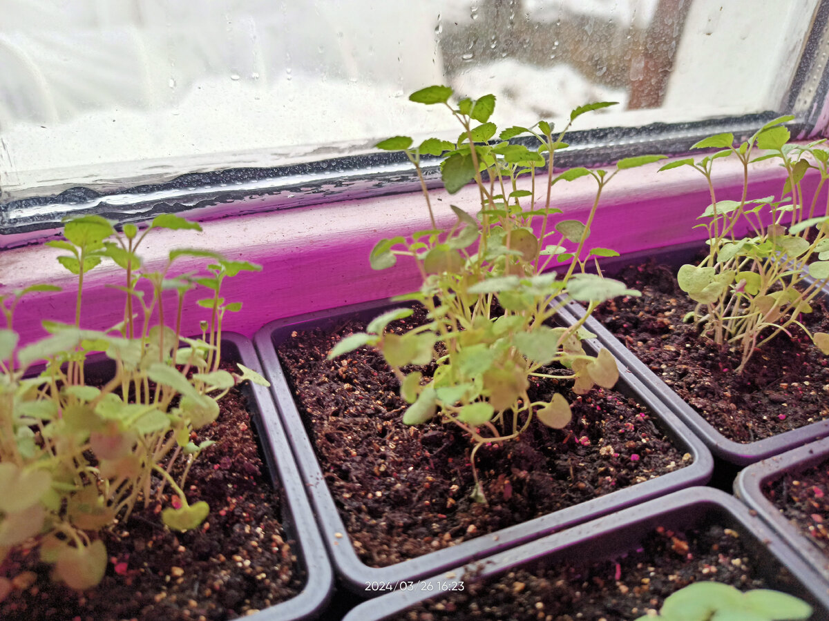 Котовник "Кошечка", взошёл на 3-4 день, всхожесть выше 90%, зря я посеяла два пакетика в одну ёмкость. Нормально распикировать его уже было невозможно, я пыталась проредить, но не очень-то получилось. Ну и запах у него скажу я вам. Специфический... 🤭