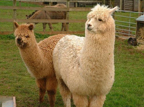 Альпака