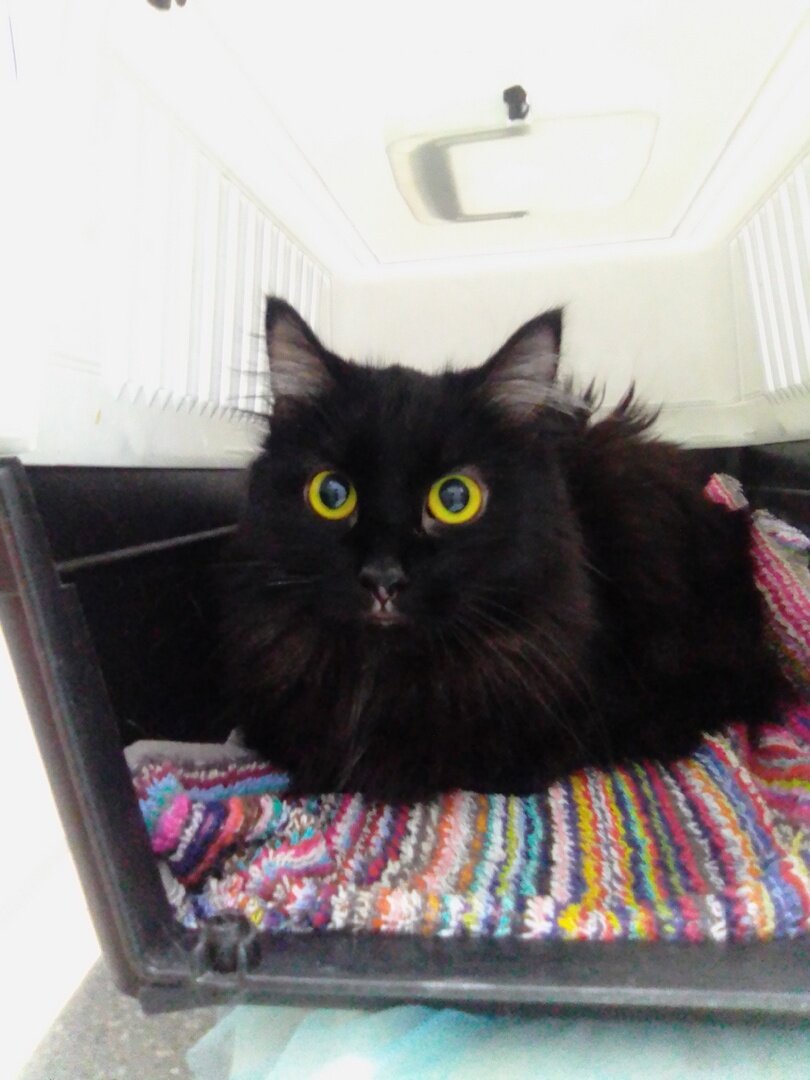 Лелик в ветклинике