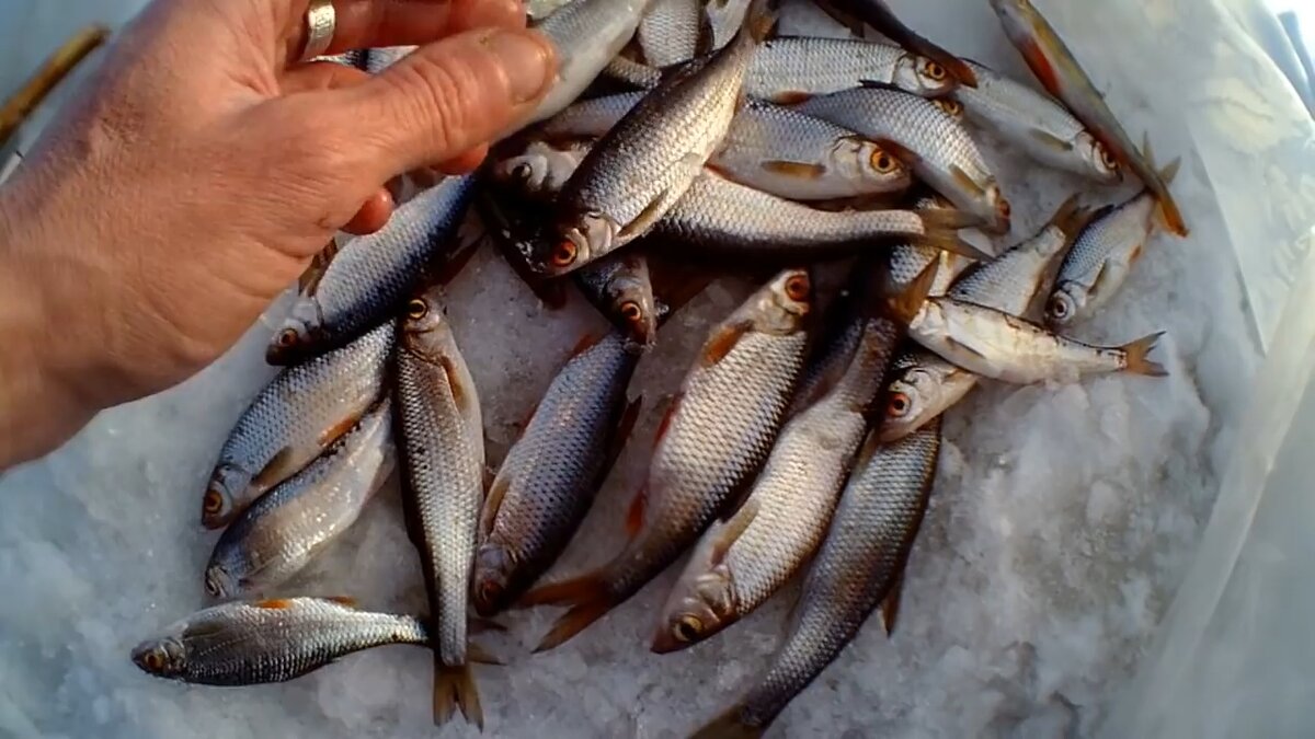 В марте многие любители рыбалки отправляются на весеннюю рыбалку, чтобы попытать счастье в ловле рыбы на мормышку.