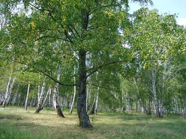 Береза карликовая Голден Трэже (Betula nana Golden Treasure)