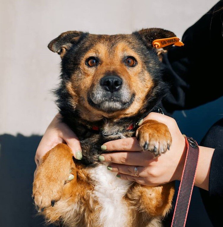 Способность к росту у животных. Жираф рост. Рост организма у животных. Схема развития животных. 3 рост животных.