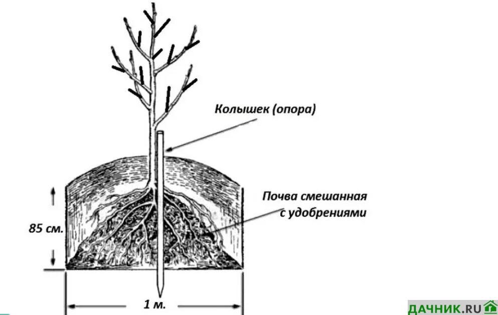 Как посадить яблоню и грушу весной. Посадка колоновидной груши. Схема посадки колоновидной яблони. Груша колоновидная схема посадки. Схема посадки саженца яблони.