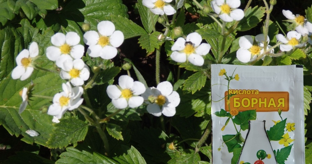 Борная кислота в саду и огороде — правила и сроки обработок