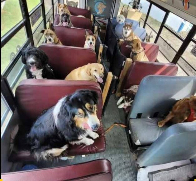 Источник: RUFFANDPUFFYYC/INSTAGRAM