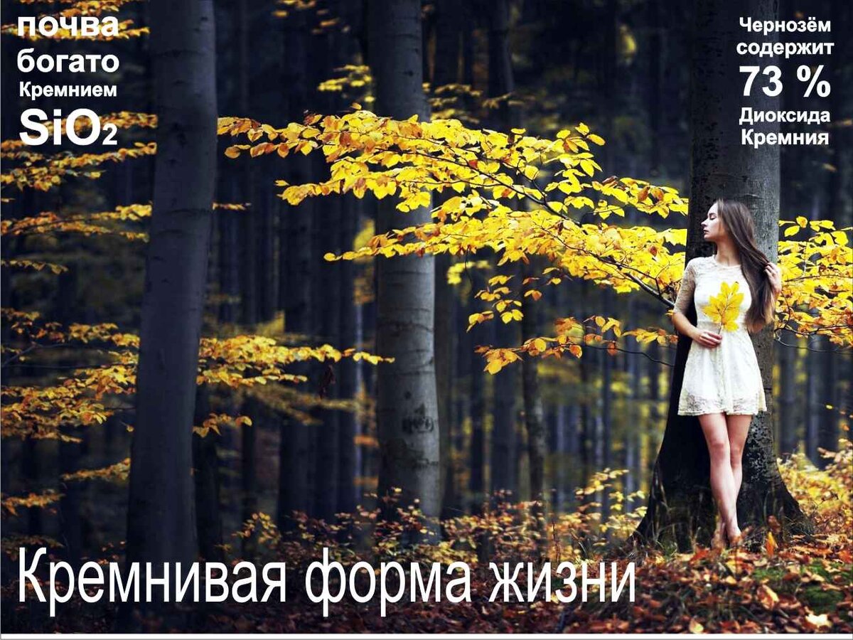 растения, природа, дерево, деревья, стволы, ветки, листва, листья, целлюлоза, полисахариды, полимеры кремния, кремниевые волокна, диоксид кремния, кремний, силициум, sio2, si, древесина, смола, смола деревьев, фотосинтез, волокна растений, кремниевые структуры,лес, деревья, дерево, бор, дубрава, почва, чернозём, 