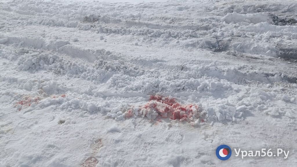    Смерть сотрудника полиции и учительницы под Оренбургом: что известно на данный момент?