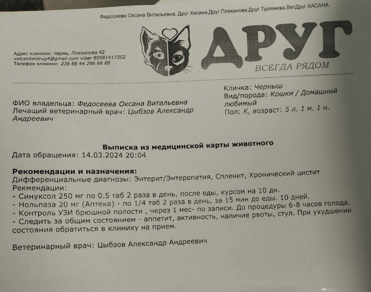 Черныш. Уличная жизнь никого не щадит. Даже если ты когда-то был домашний |  Островок надежды | Дзен