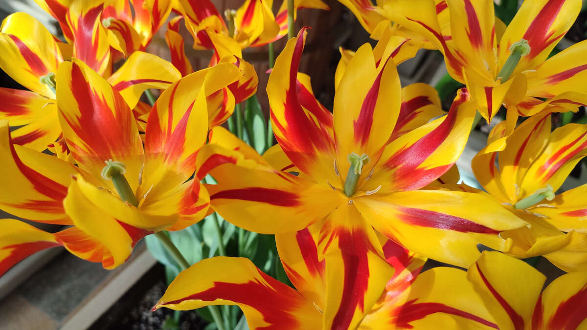 Фото из оранжереи. Парк Царицыно