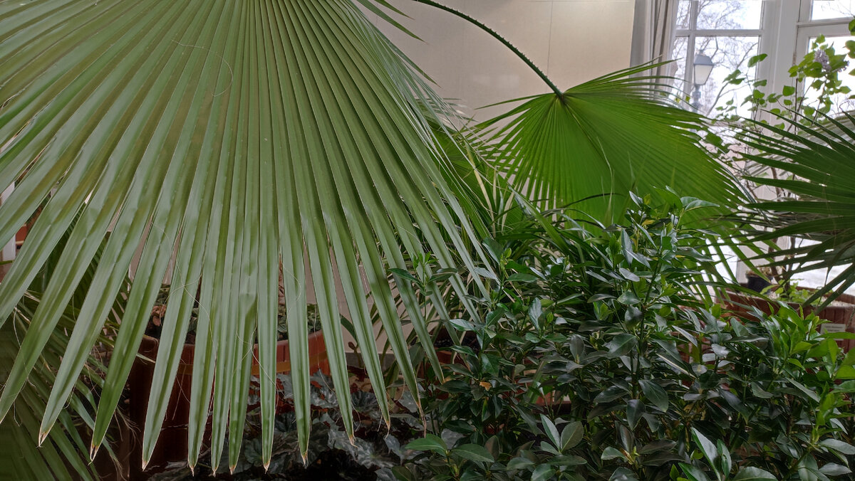 Фото из оранжереи. Парк Царицыно