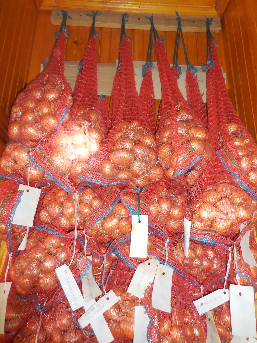 Жёлтые луки на стенке в коридоре. Сверху укрывала тёмной шторой.