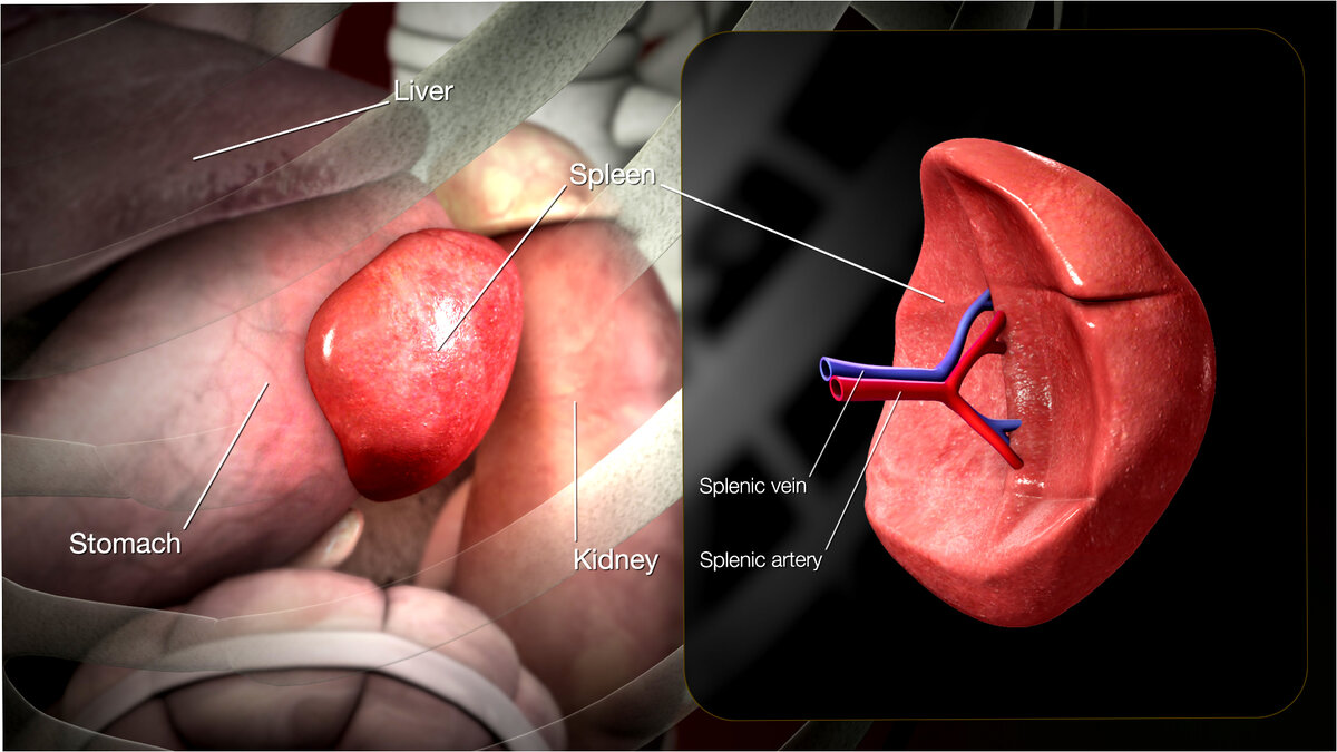 Питание для сильной селезенки: Как сохранить здоровье этого важного органа  в зрелом возрасте | Даниил Богданов. Кумиром должен быть ты! | Дзен