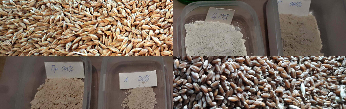  В статье описывается пошаговый порядок подготовки и производства затора для получения сусла из зерна, крахмал которого после затирания осахарен микробиологическими ферментами.