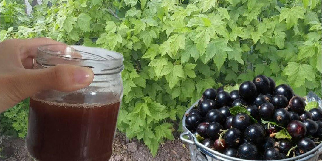 Подкормку смородины начинаю с марта. Делаю два натуральных удобрения, кусты прогибаются от плодов