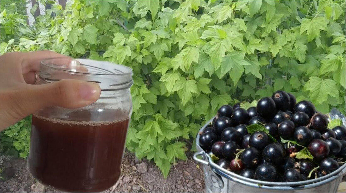 Как быстро собрать смородину с кустов