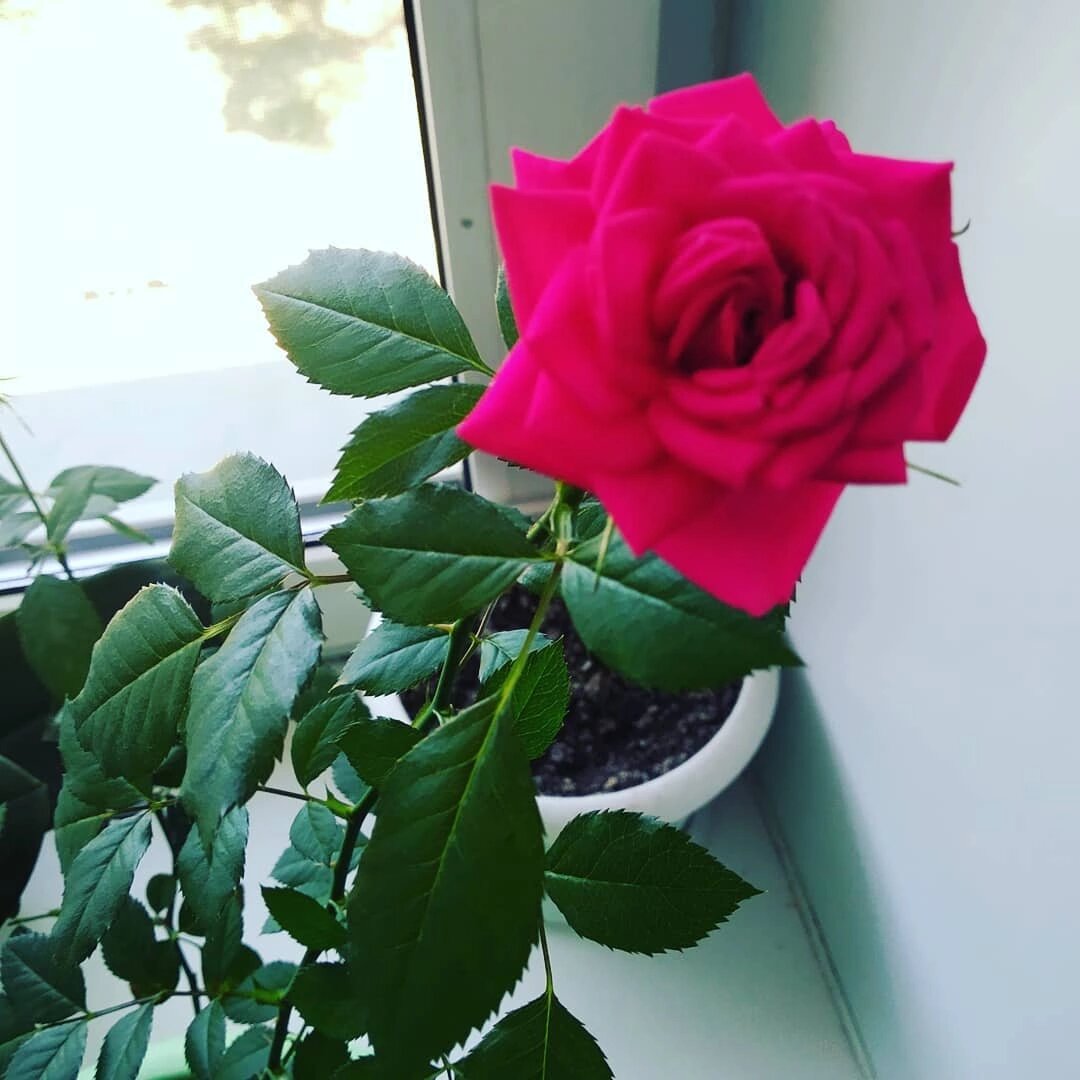 Роза, которую я вырастила сама