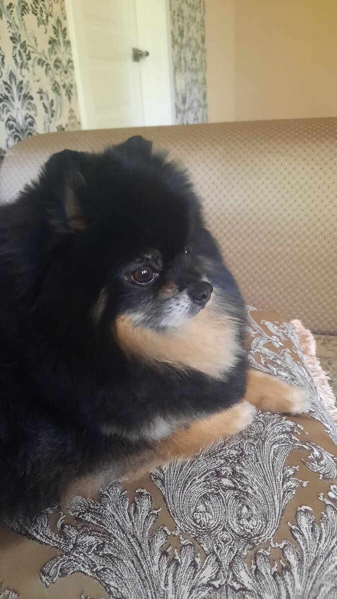 Мой шпиц Пушкин. Фото автора